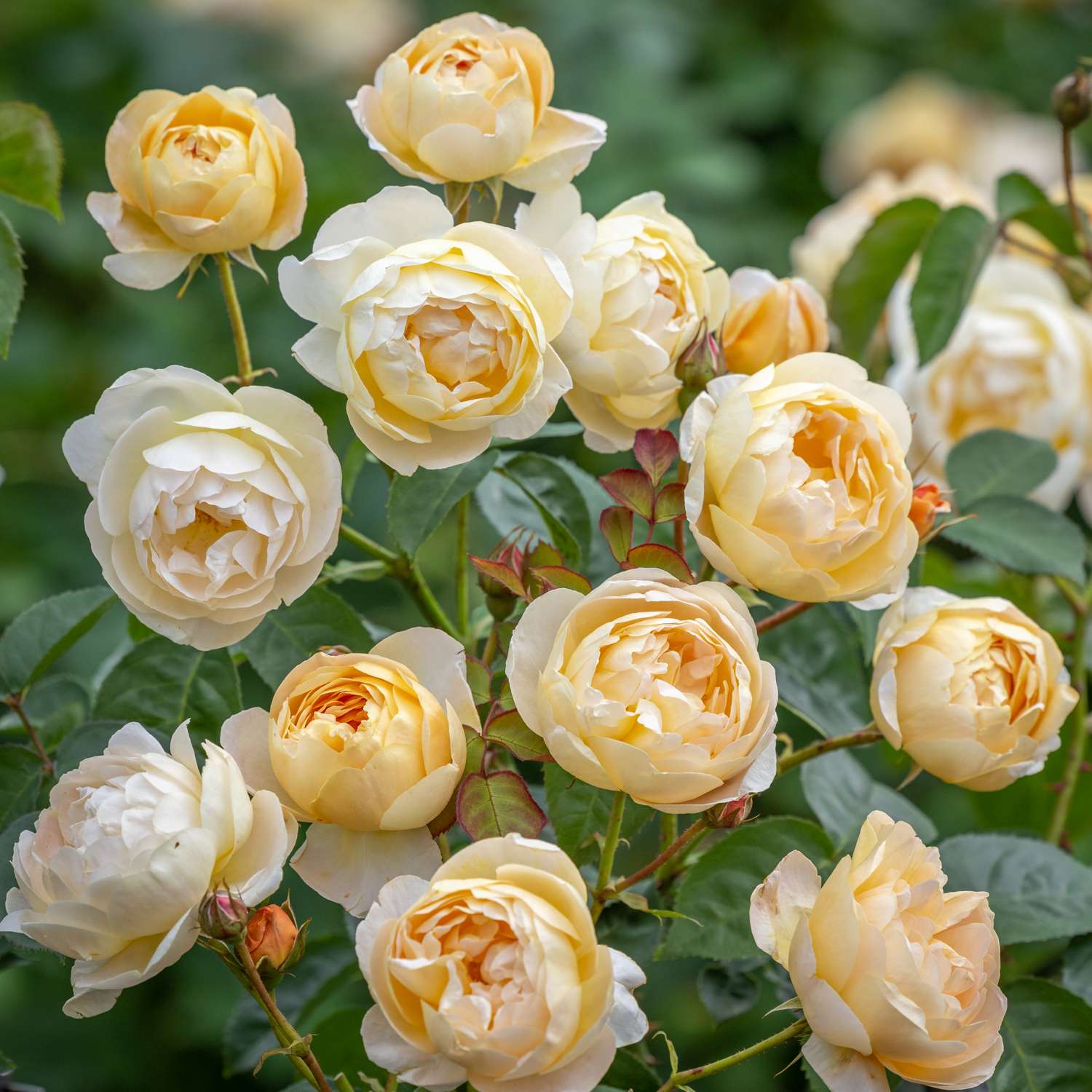Ruusu ‘Dannahue’